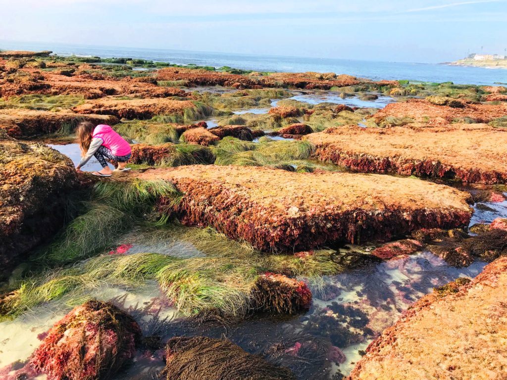 Tidepools of Windansea! San Diego Family Travelers