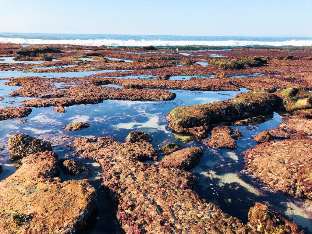 Explore The Magic Of La Jolla Cove Tidepools San Diego Family Travelers